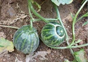 歪着身子吃瓜,品味生活百态