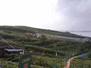 莱州驿道吃瓜事件,一场引发热议的网络奇谈