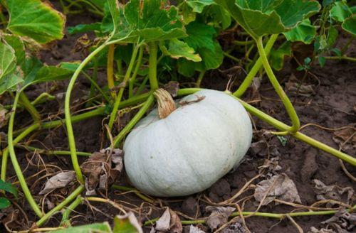 黄金蜜罐瓜怎么吃,甜蜜诱惑，美味解锁指南