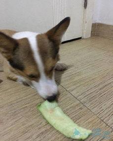 土狗大王吃瓜,揭秘娱乐圈背后的秘密