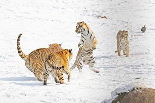 吃瓜萌虎,揭秘娱乐圈那些不为人知的幕后故事