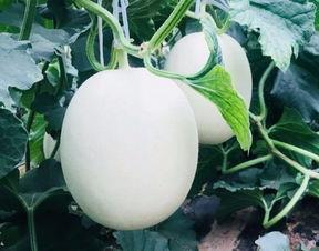 空调房吃瓜,夏日空调房里的清凉瓜趣