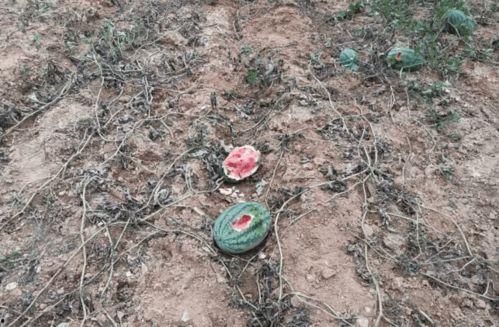 野猪吃瓜搞笑,欢乐无限，搞笑一箩筐