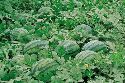 吃瓜随凡全集,揭秘娱乐圈背后的真实故事