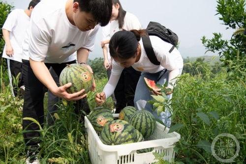 重庆市吃瓜,吃瓜群众的味蕾狂欢之旅