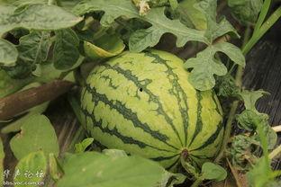 看瓜老了可以吃吗,揭秘瓜果养生，老年人食用指南