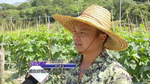 广东吃瓜大妈,揭秘粤式生活趣味与智慧
