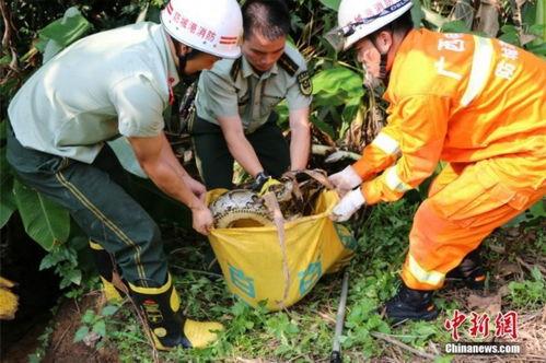 消防吃瓜被踢飞