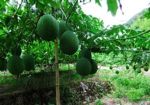 吊瓜怎么吃吊瓜怎么吃