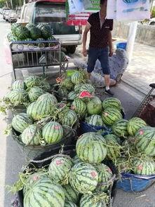 榆中定远吃瓜事件,一场引发热议的社区冲突揭秘