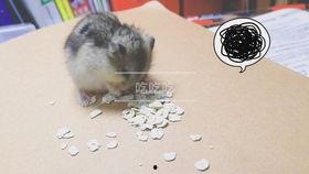 鼠瓜经期可以吃吗,适宜与否，一探究竟