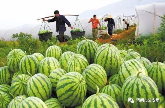 沧州最近吃瓜,揭秘背后真相