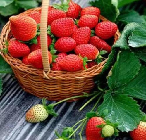 孕期冬季吃麒麟瓜草莓,麒麟瓜与草莓的甜蜜邂逅